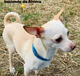 Perro Chihuahua perdido