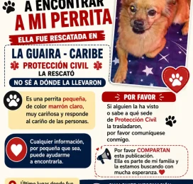 Perro perdido en La Guaira