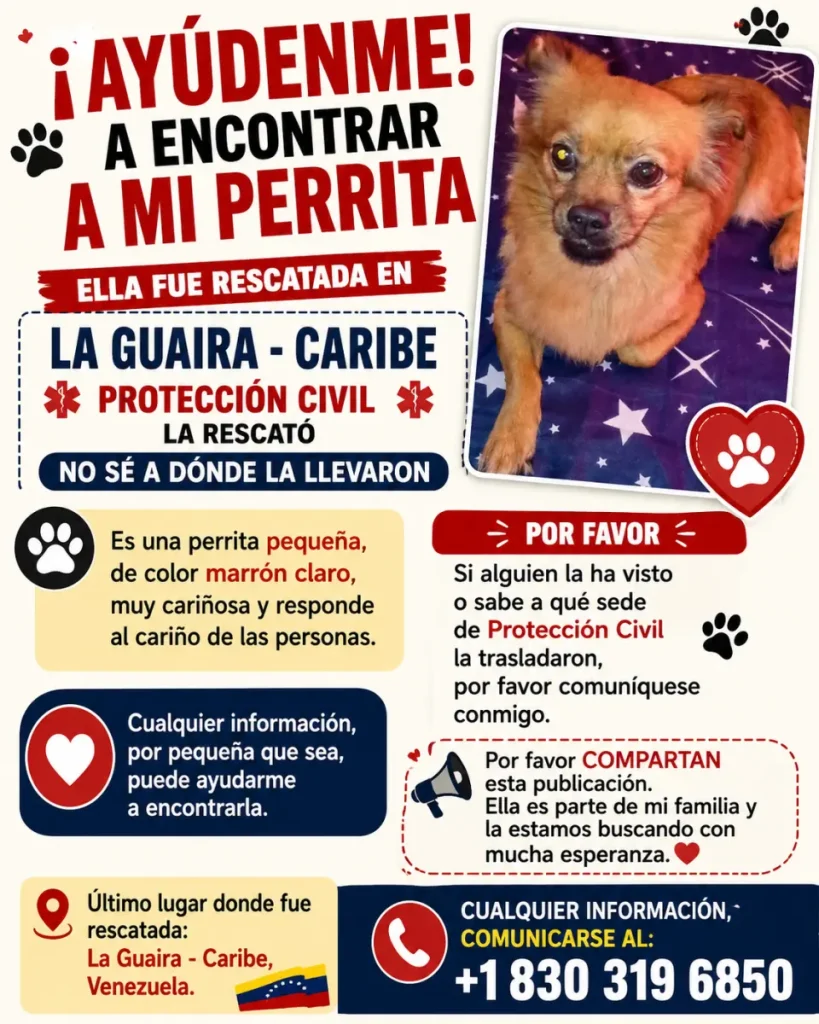 Perra pequeña marrón claro