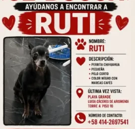 Perro Chihuahua perdido en La Guaira