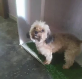 Perro Poodle (Caniche) perdido