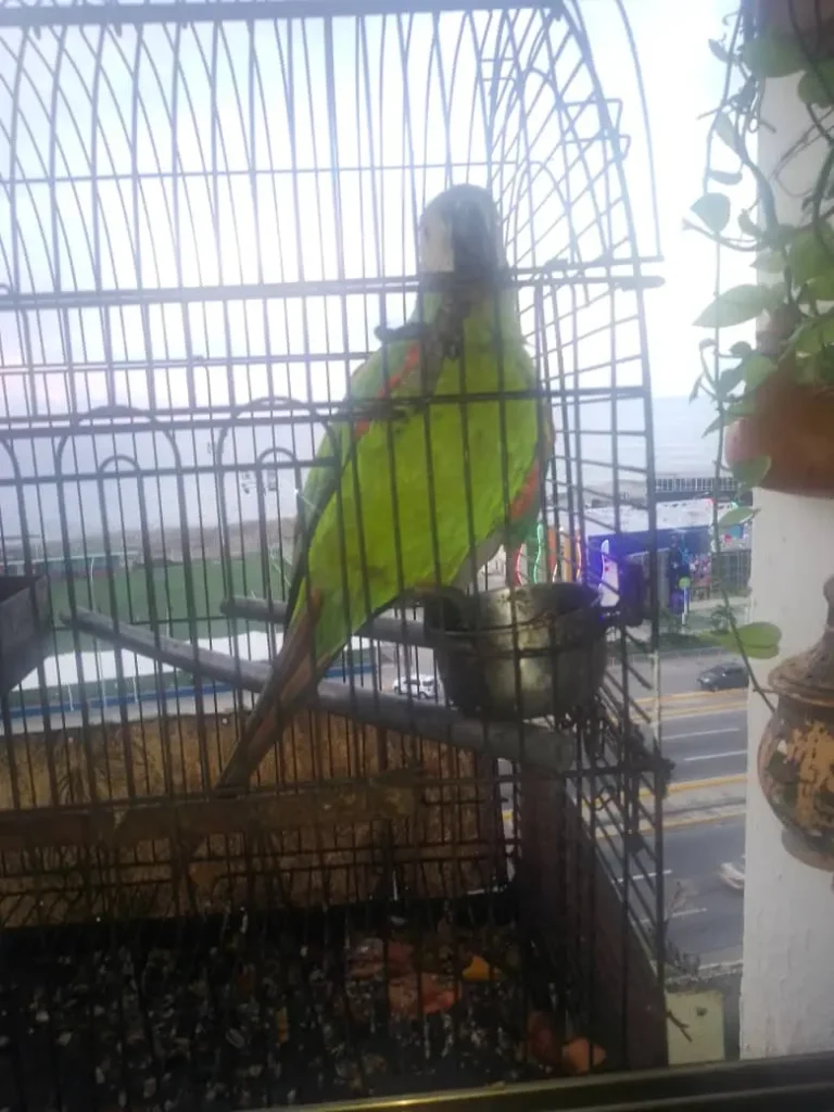 Lolito
