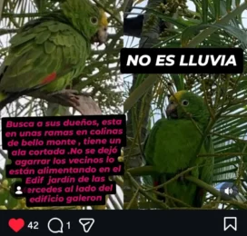 perdido en Distrito Capital