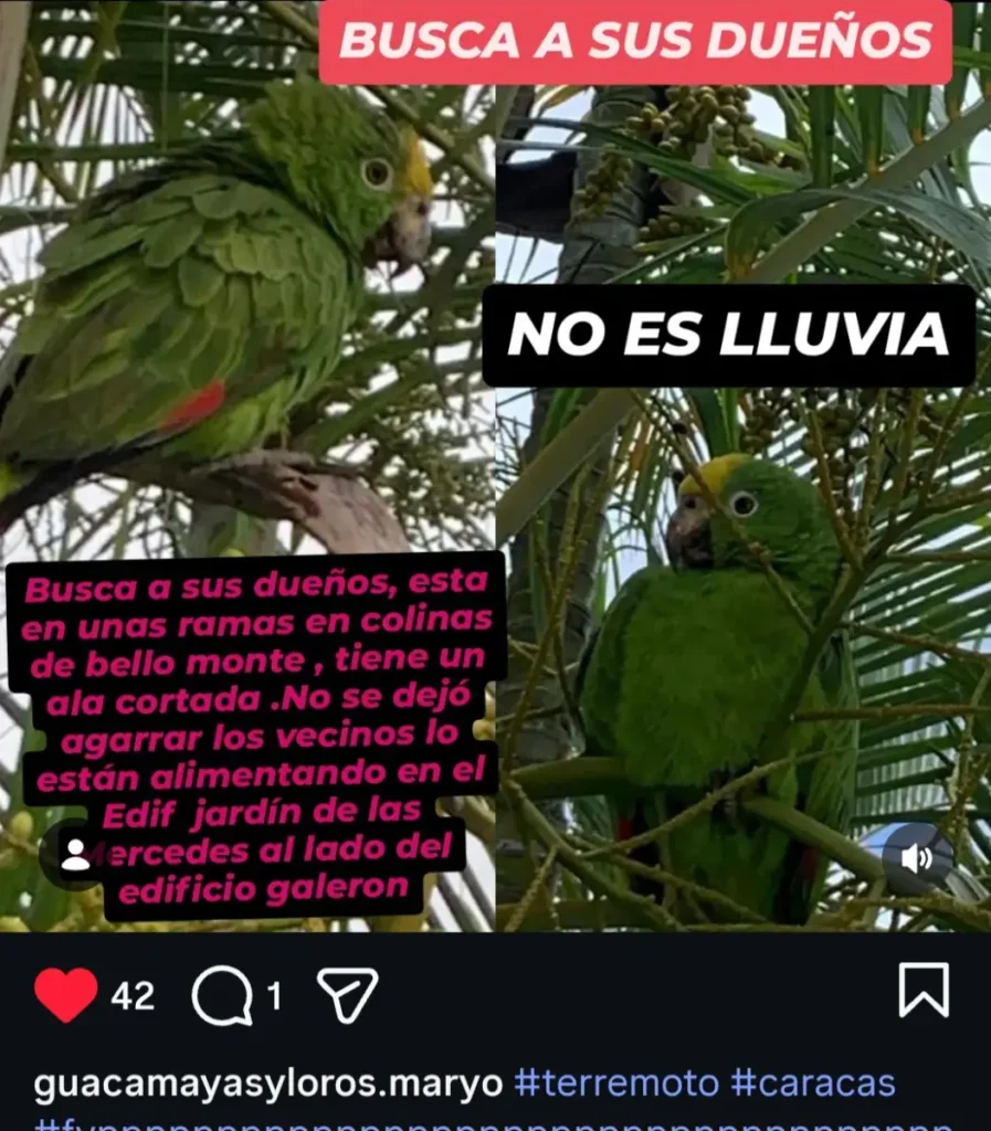 Mascota perdido
