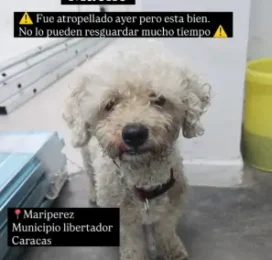 encontrado en Distrito Capital