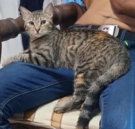 Gato perdido en La Guaira