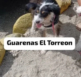 Perro perdido en Miranda