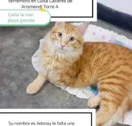 Gato perdido en La Guaira