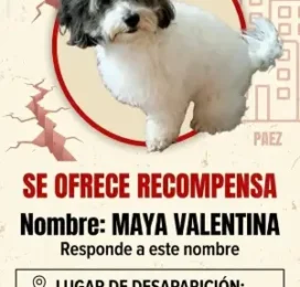Perro Mestizo perdido en La Guaira