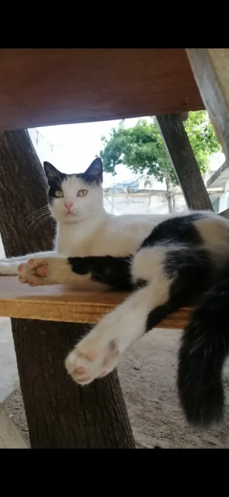 Pabellona