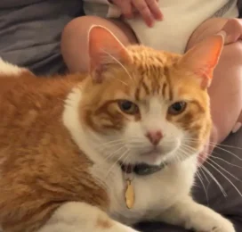 Gato perdido en La Guaira