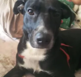 Perro perdido en Miranda