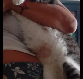 Gato Mestizo perdido en La Guaira