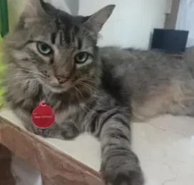 Gato Mestizo perdido