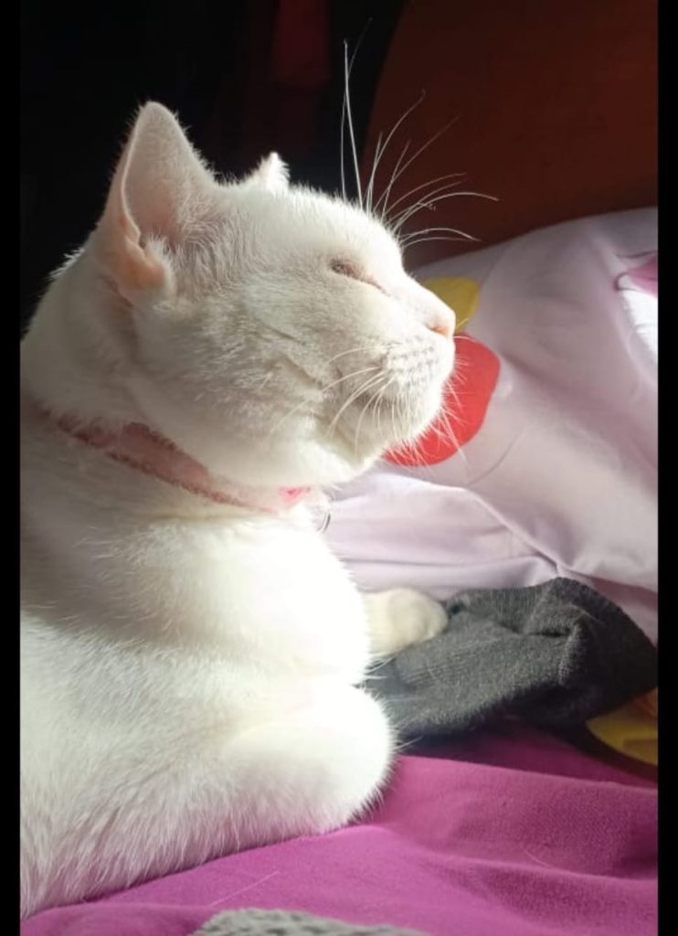 Sol