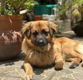 Perro perdido