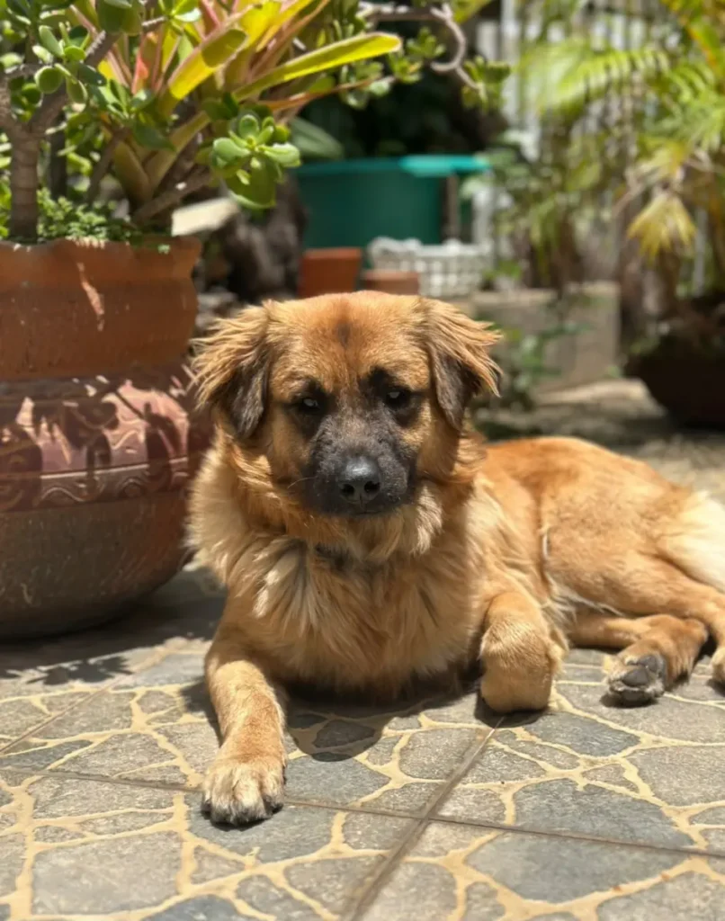 Canelo