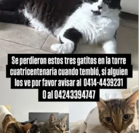 Gato perdido en Aragua