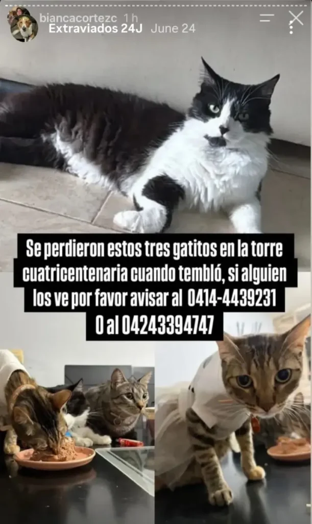 Gato perdido
