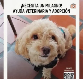 Perro perdido en Distrito Capital