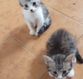 Gato perdido en Distrito Capital