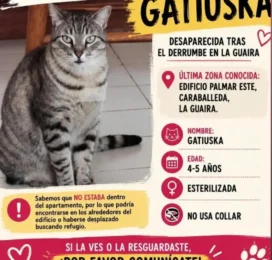Gato perdido en La Guaira