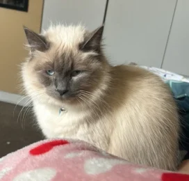 Gato Persian perdido en La Guaira
