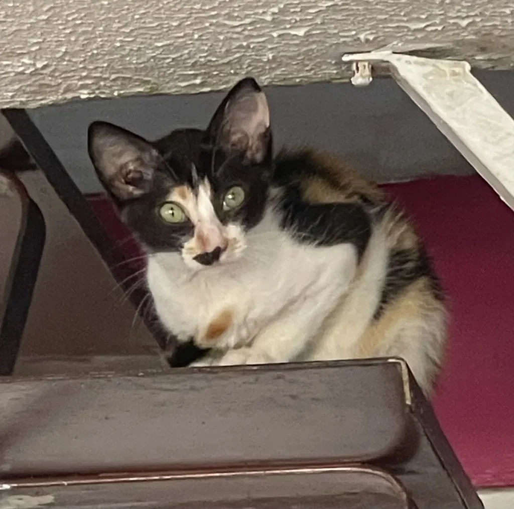 Jade