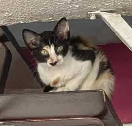 Gato perdido en La Guaira