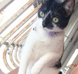 perdido en Distrito Capital
