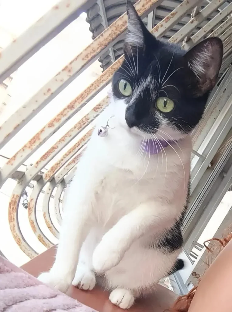 Kiki