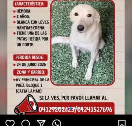 Perro perdido en La Guaira