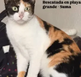 Gato encontrado en La Guaira