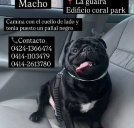 Perro Pug (Carlino) perdido