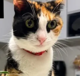 Gato perdido en La Guaira