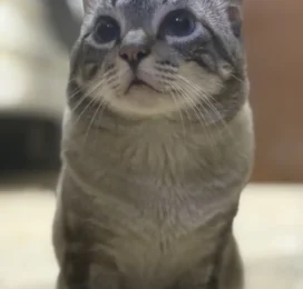 Gato Siamés perdido en La Guaira