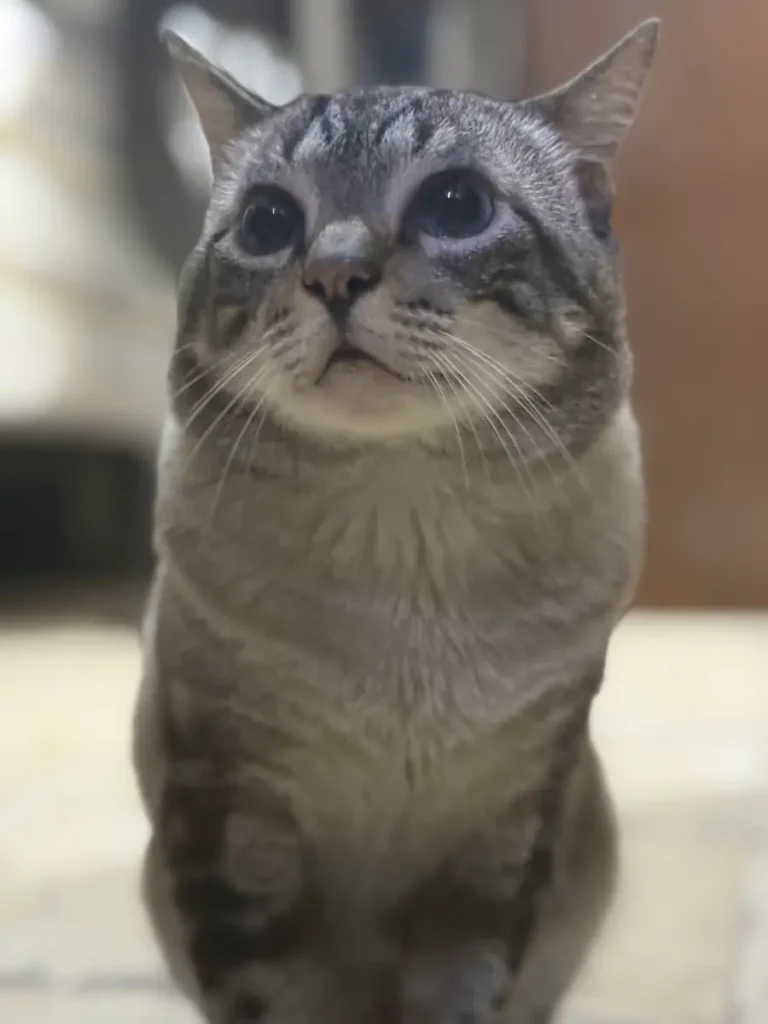 Niño o Chiquirrito