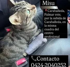 Gato Mestizo perdido en La Guaira
