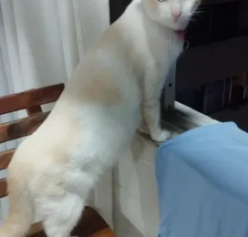 Perro perdido en La Guaira
