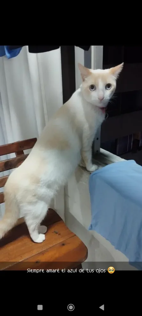 Copito