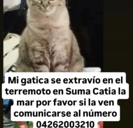 Perro perdido en La Guaira