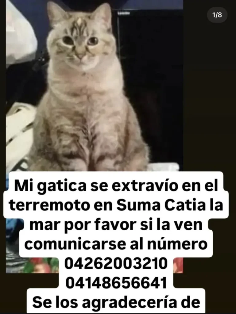 Perro perdido