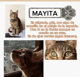 Gato perdido