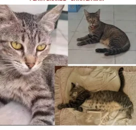 Gato perdido en La Guaira