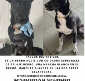 Perro perdido