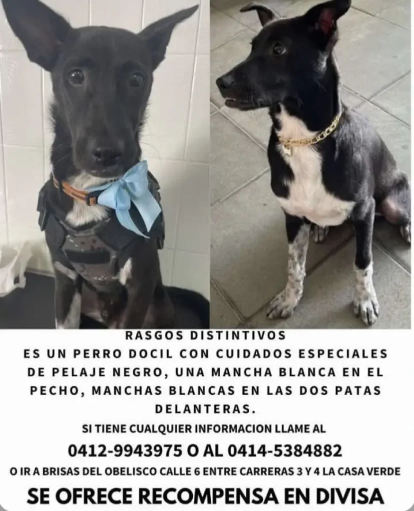 Perro perdido