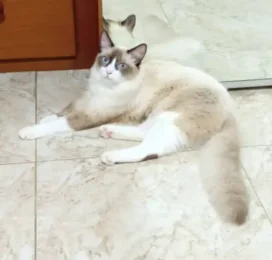 Perro perdido