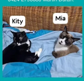 Gato perdido en La Guaira
