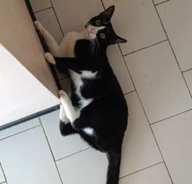 Gato perdido en La Guaira