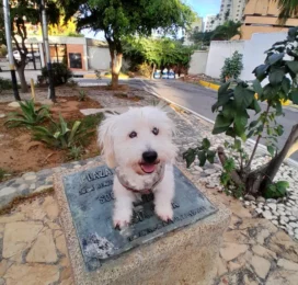 Perro Poodle (Caniche) perdido en La Guaira